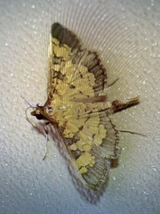 Diacme elealis