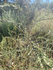 Salsola collina