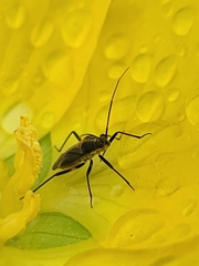 Plagiognathus obscurus