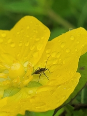 Plagiognathus obscurus