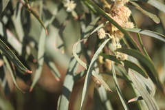 Acacia salicina