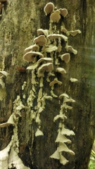 Schizophyllaceae