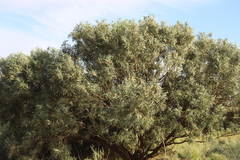 Acacia salicina