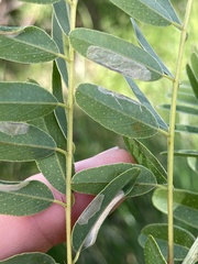 Macrosaccus uhlerella