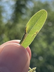 Macrosaccus uhlerella