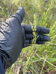 Haloragis heterophylla