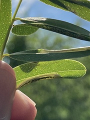 Macrosaccus uhlerella