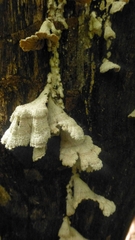 Schizophyllaceae
