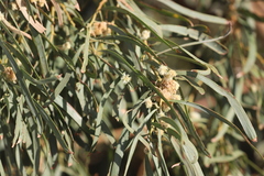 Acacia salicina