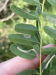 Macrosaccus uhlerella