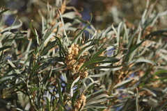 Acacia salicina