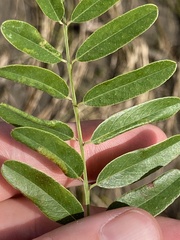 Macrosaccus uhlerella