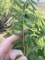 Macrosaccus uhlerella