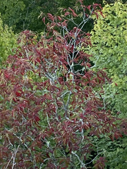 Oxydendrum arboreum