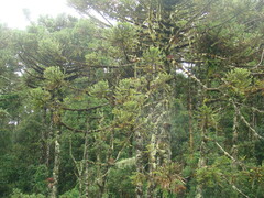 Araucaria angustifolia