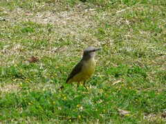 Machetornis rixosa