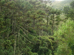Araucaria angustifolia