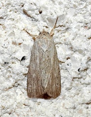 Catabena lineolata