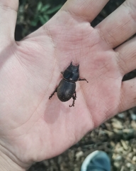 Apterodorcus bacchus