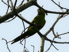 Psittacara leucophthalmus