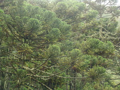 Araucaria angustifolia