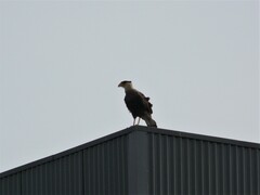 Caracara plancus