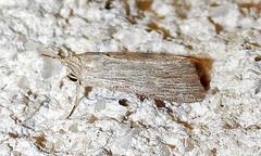 Catabena lineolata