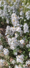 Symphyotrichum falcatum