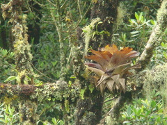 Vriesea