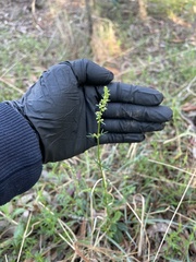 Haloragis heterophylla