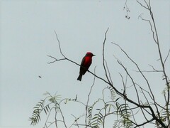 Pyrocephalus rubinus