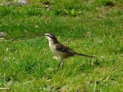 Mimus saturninus