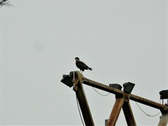 Caracara plancus