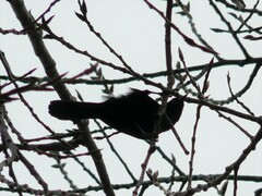 Icterus pyrrhopterus