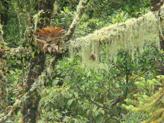 Vriesea