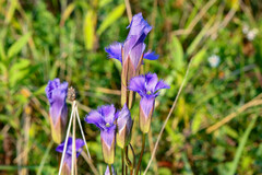 Gentianopsis