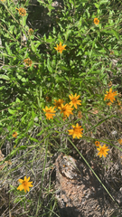 Wedelia hispida