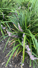 Liriope muscari
