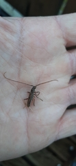 Eburida sublineata