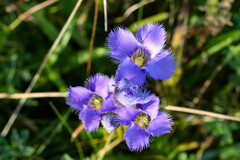 Gentianopsis