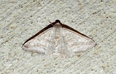 Digrammia pallorata