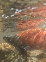 Oncorhynchus nerka