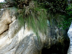 Poa anceps