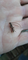 Eburida sublineata