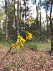 Sophora macrocarpa