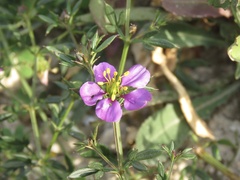 Fagonia cretica