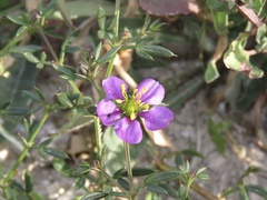 Fagonia cretica
