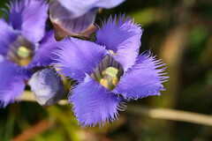 Gentianopsis