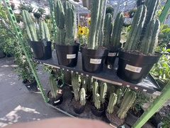 Trichocereus