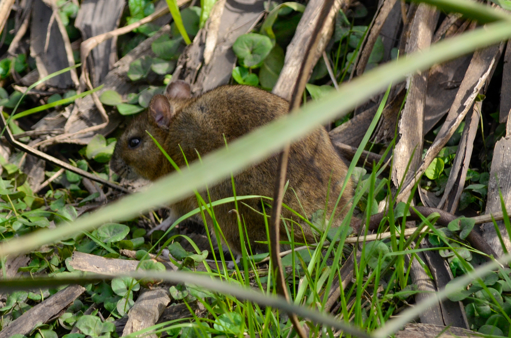 Lund's Amphibious Rat